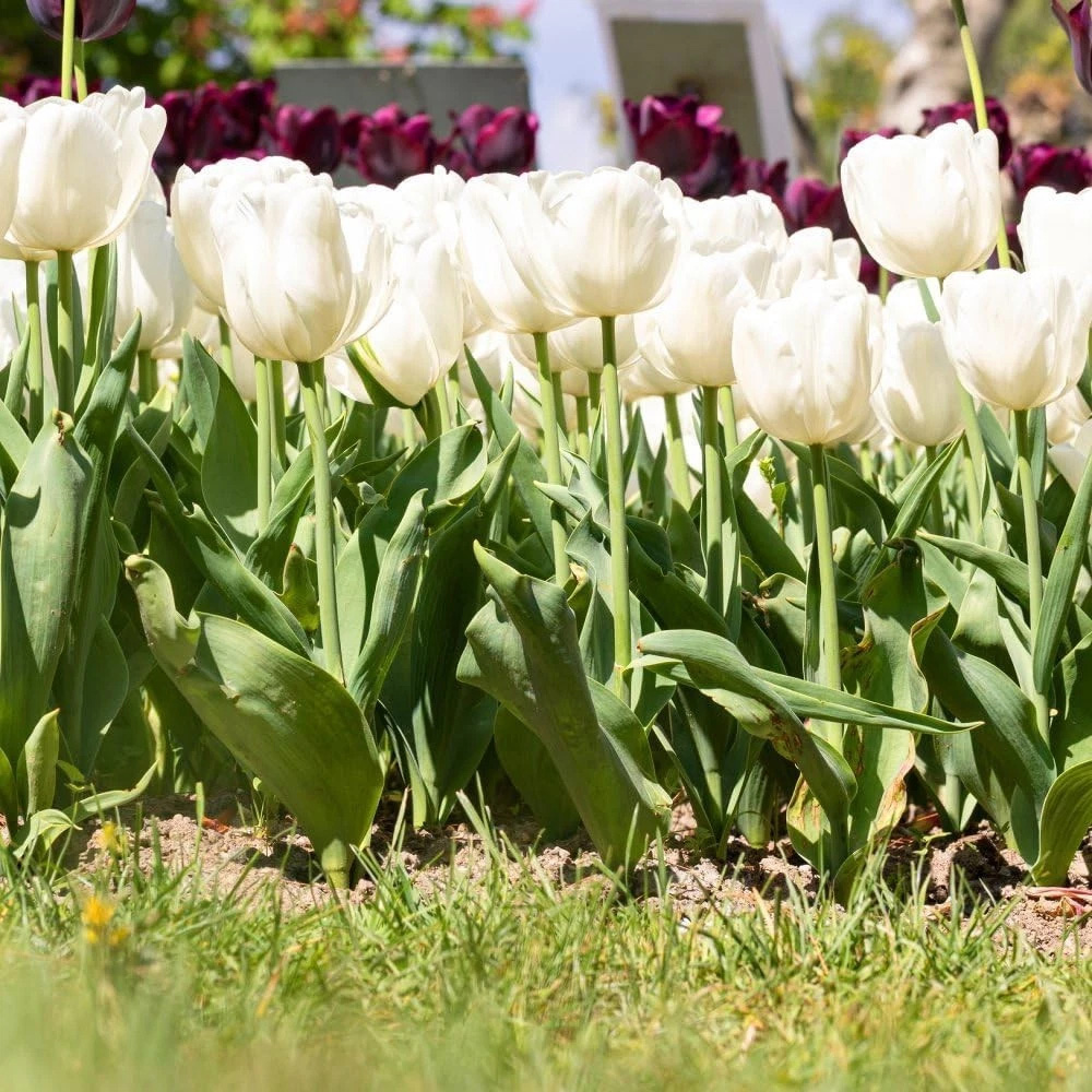 Thompson and Morgan Tulip Single Early White Prince Planting Bulb 16 Pack Image 2