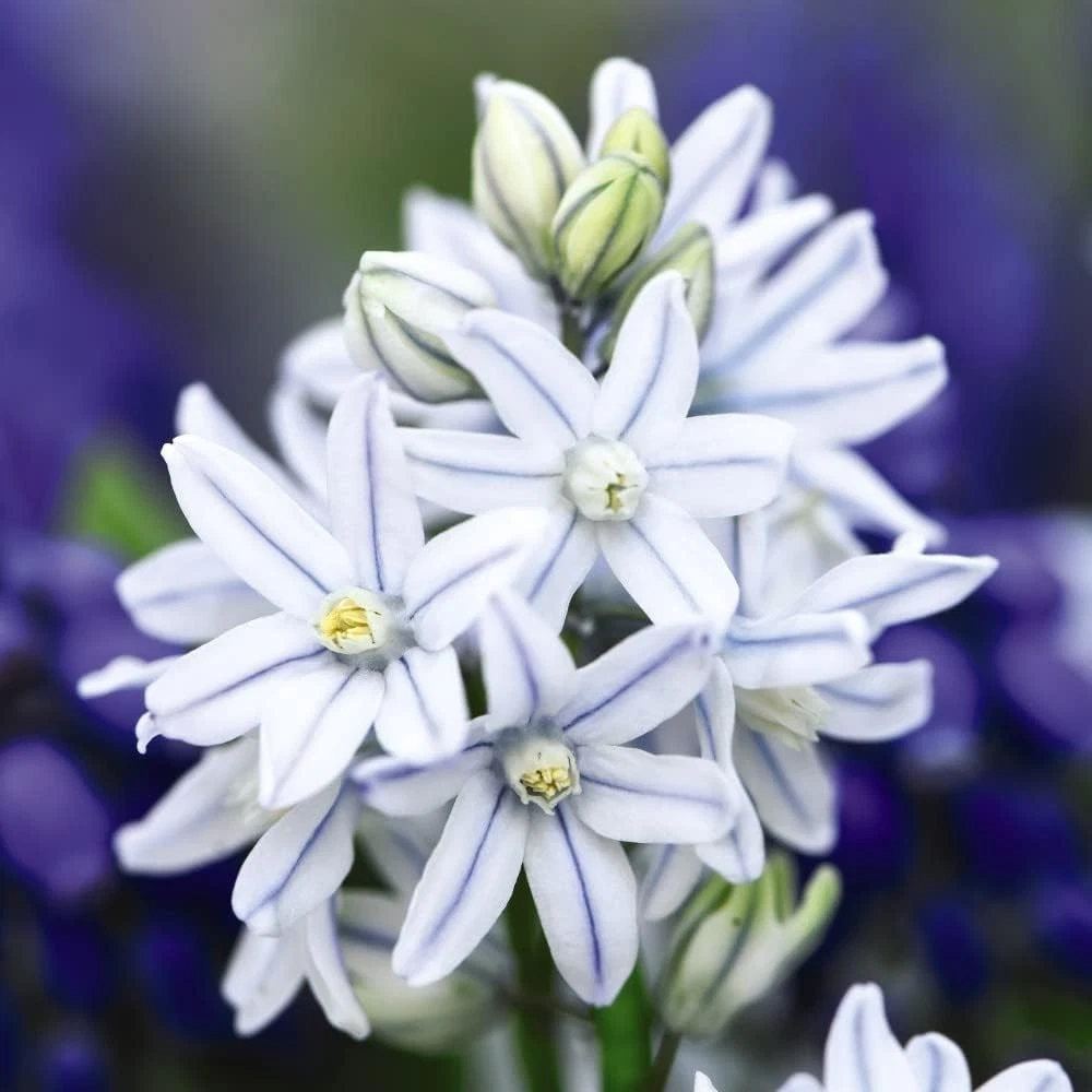 Thompson and Morgan Flowering Collection Spring Planting Bulb 300 Pack Image 3