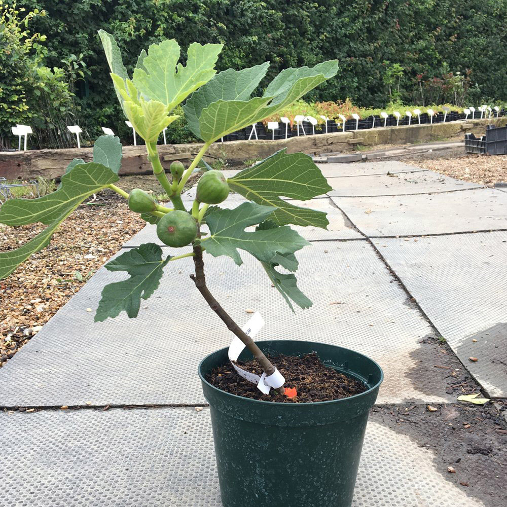 Thompson and Morgan Fig Negronne Violette De Bourdea Plant Pot 2.5 to 3L Image 5