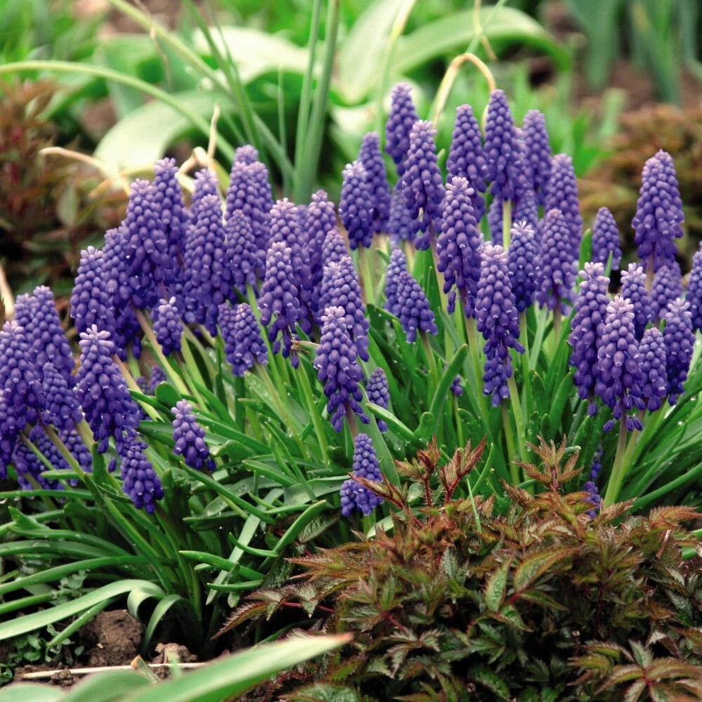 Thompson and Morgan Muscari Armeniacum Autumn Planting Bulb 200 Pack Image 2