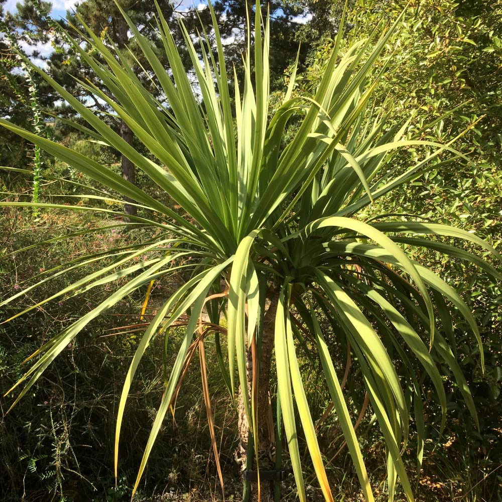 Thompson & Morgan Cordyline australis Potted Plant 24cm Image 1