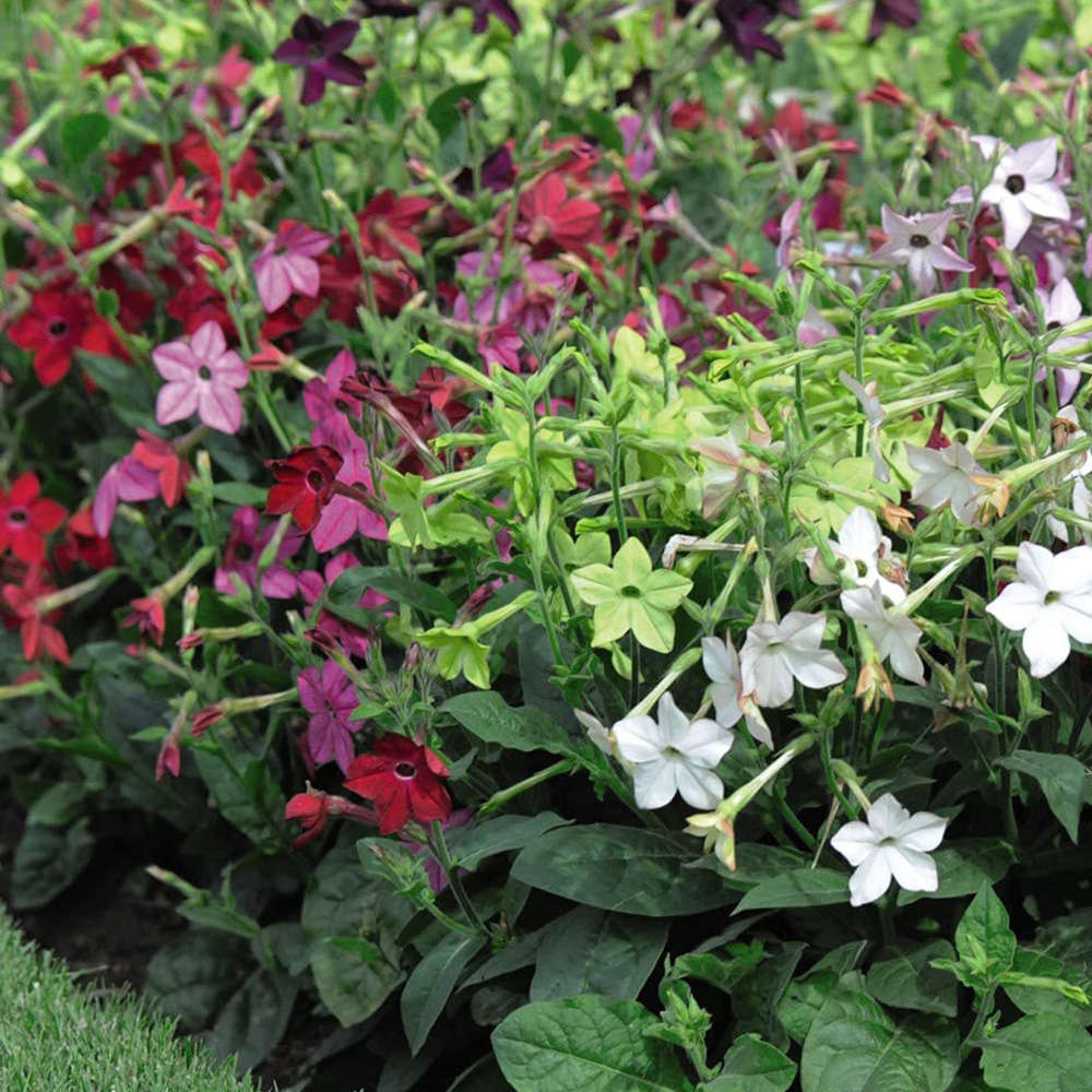 Thompson and Morgan Nicotiana Eau De Cologne Mixed Plant Plugs 72 Pack Image 4