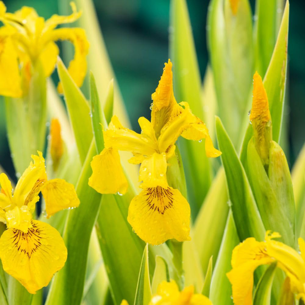 Thompson and Morgan Iris Pseudacorus Variegata Plant Pot 9cm 3 Pack Image 2
