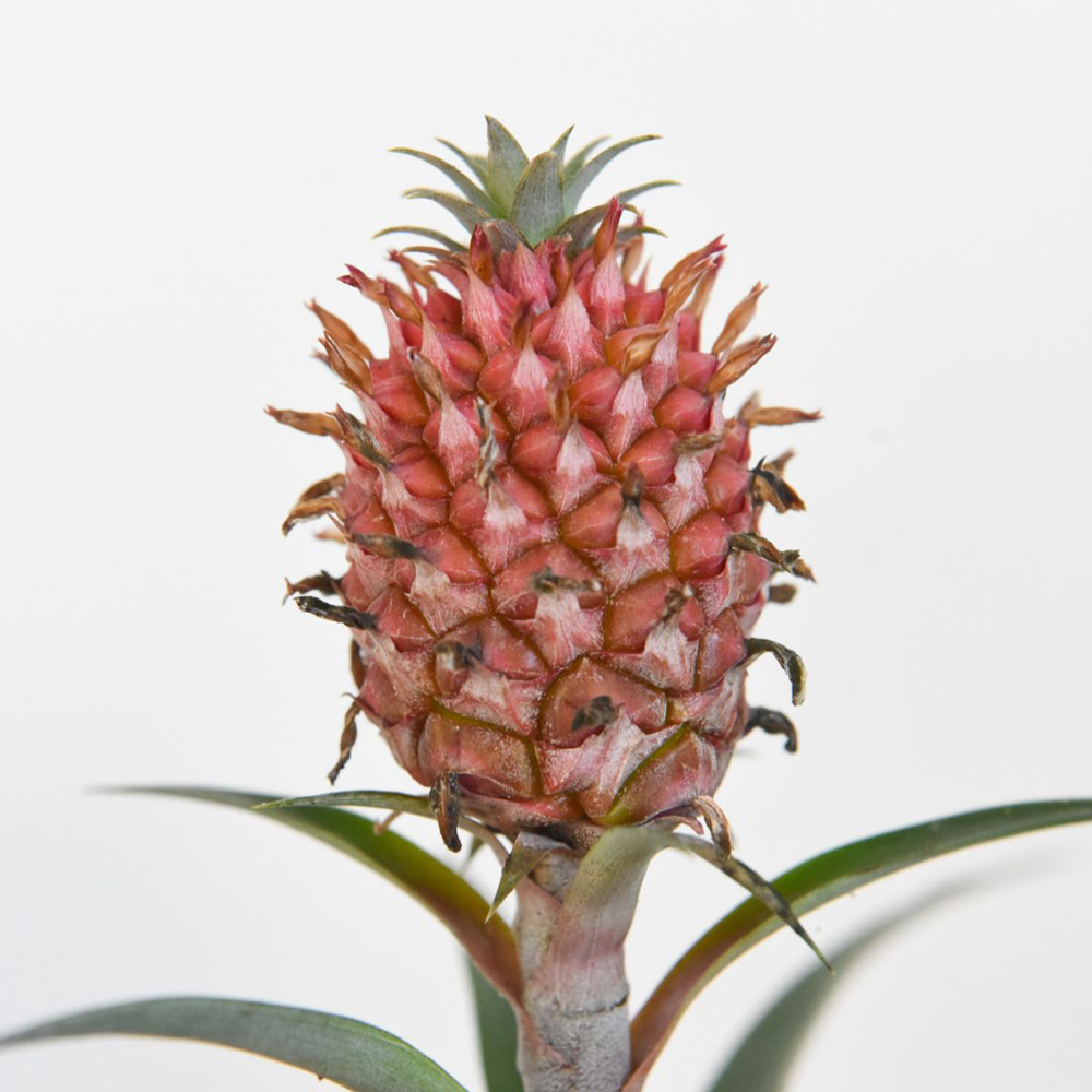 Thompson and Morgan Ornamental Pineapple Rosita Plant Pot 12cm Image 2