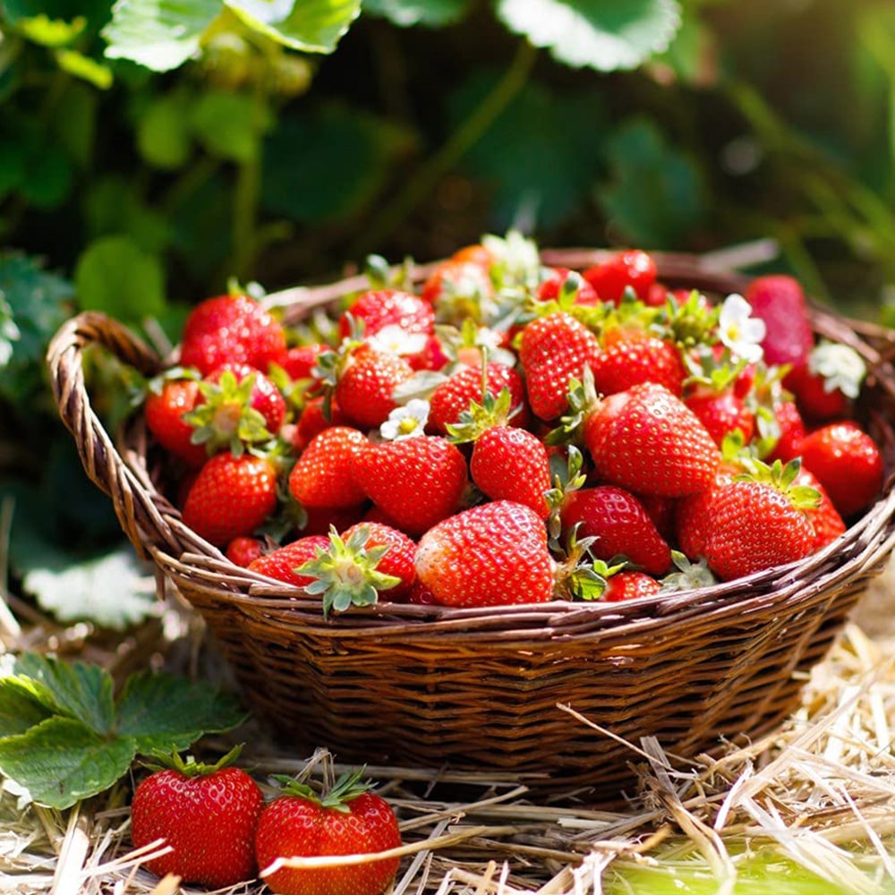 Thompson and Morgan Strawberry Fragaria Honeoye Plant in Pot 9cm 6 Pack Image 2