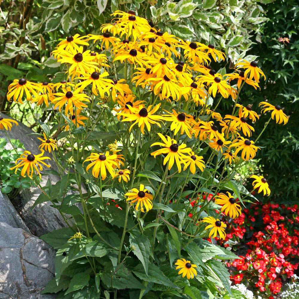 Thompson and Morgan Rudbeckia Goldsturm Potted Plant 1L 3 Pack Image 2