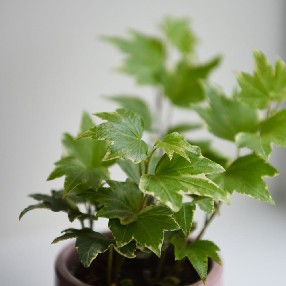 Thompson and Morgan Hedera Mix Plant Pot 6cm Image 4