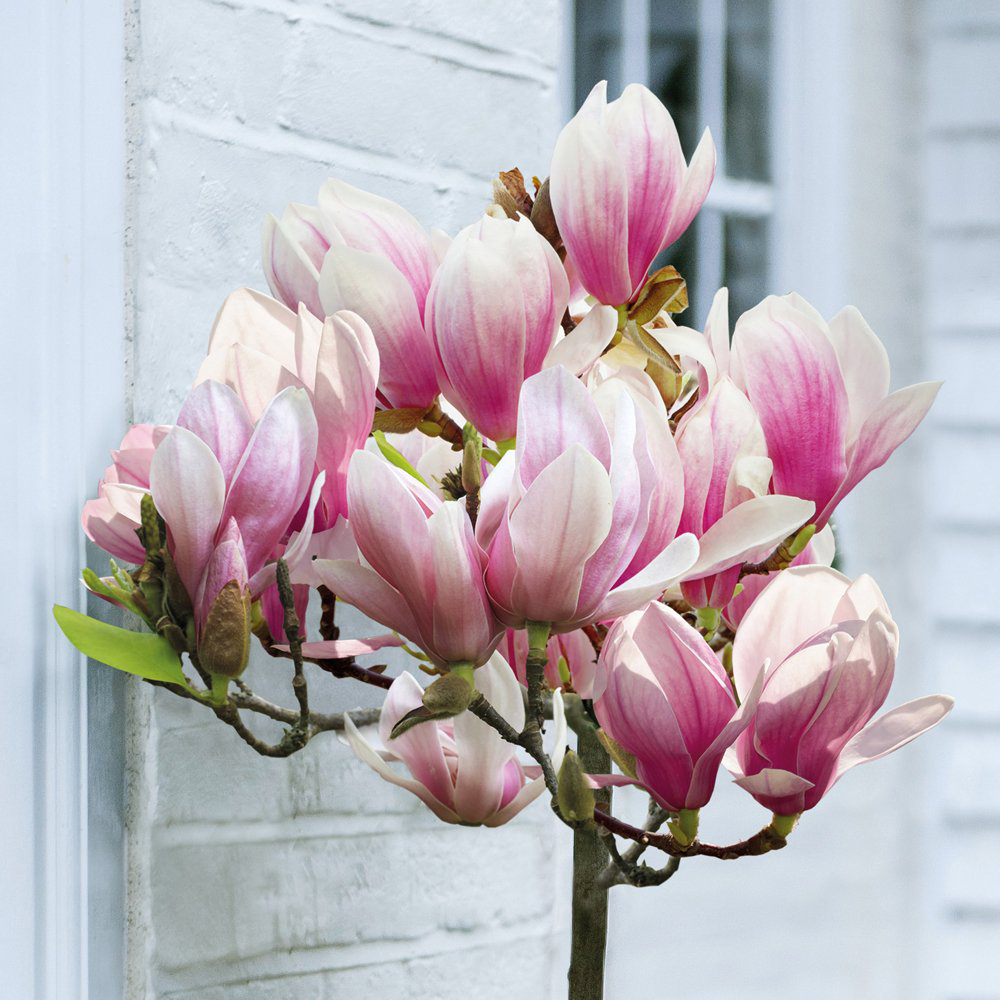 Thompson and Morgan Standard Magnolia Red Lucky Grafted Bare Root Image 4