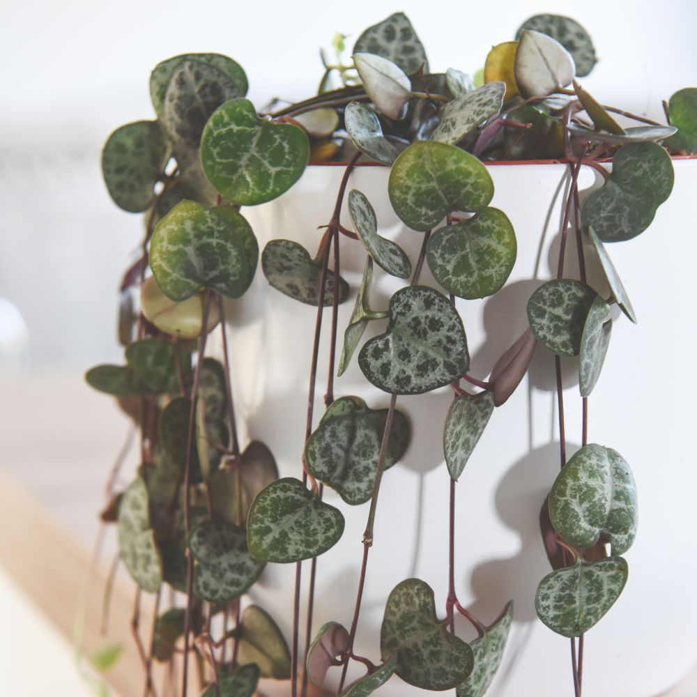 Thompson and Morgan String of Hearts Ceropegia Woodii Plant Pot 10cm Image 3