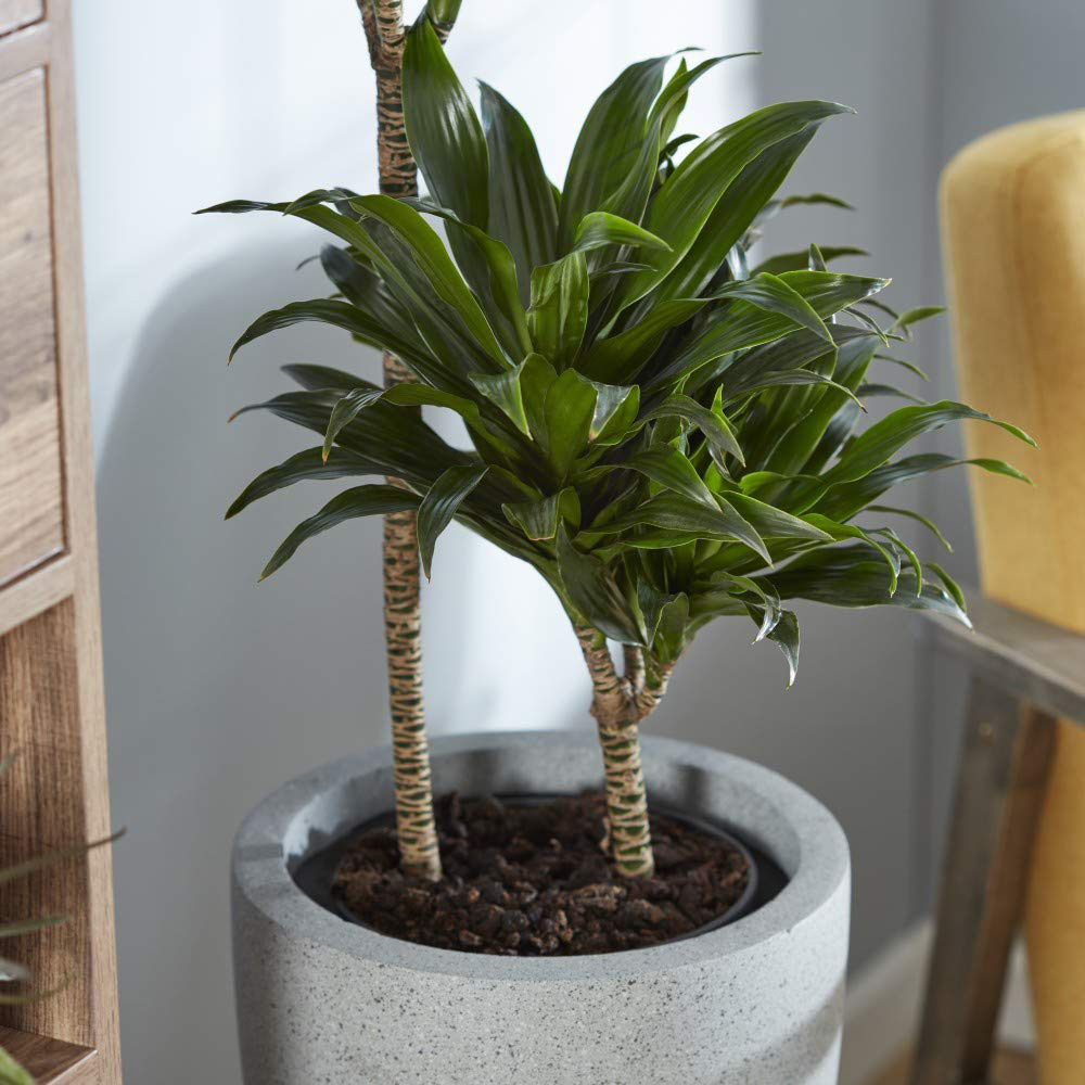 Thompson & Morgan Dracaena Dragon Tree Fragrans Compacta Potted Plant 19cm Image 5