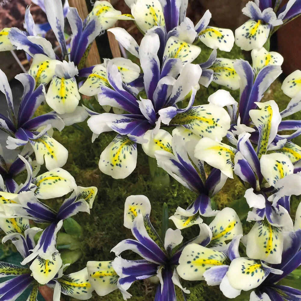 Thompson and Morgan Iris Eyecatcher Spring Planting Bulb 8 Pack Image 4