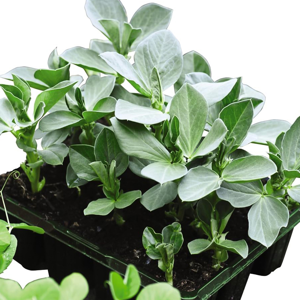 Thompson and Morgan Bean Broad The Sutton Multi Sown Garden Ready Plant 30 Pack Image 4
