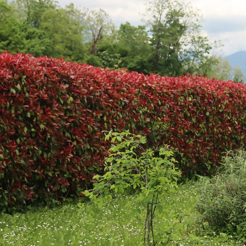 Inspirational Gifting Photinia Hedging Plants Evergreen Bare Root Tree 30-60cm 10 Pack Image 6