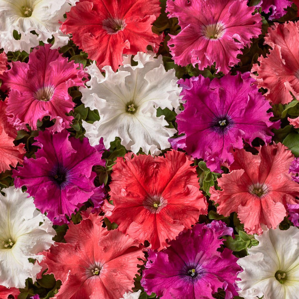 Thompson and Morgan Petunia Hybrida Grandiflora Aphrodite Mix F1 Seed Packet Image 2
