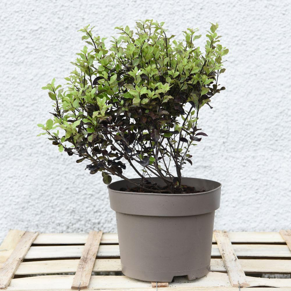 Thompson and Morgan Pittosporum Tenuifolium Tom Thumb Plant Pot 9cm 10 Pack Image 2