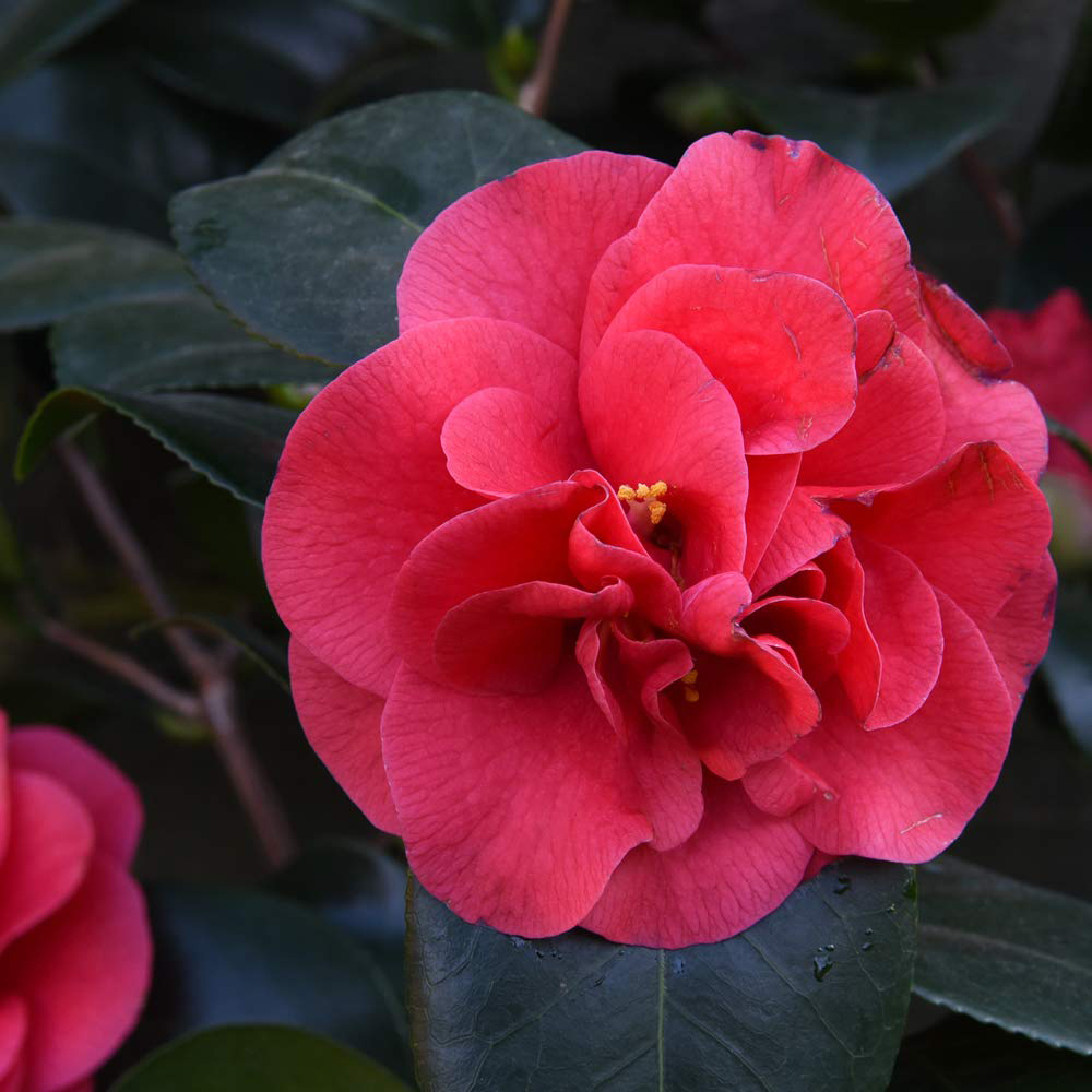 Thompson and Morgan Camellia Blooming Wonder Red Plant Pot 15cm Image 2