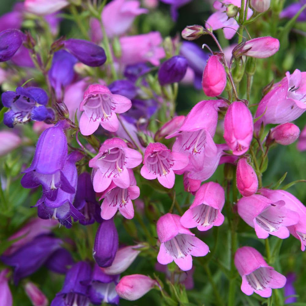 Thompson and Morgan Penstemon x Mexicali Miniature Bells Seed Packet Image 2