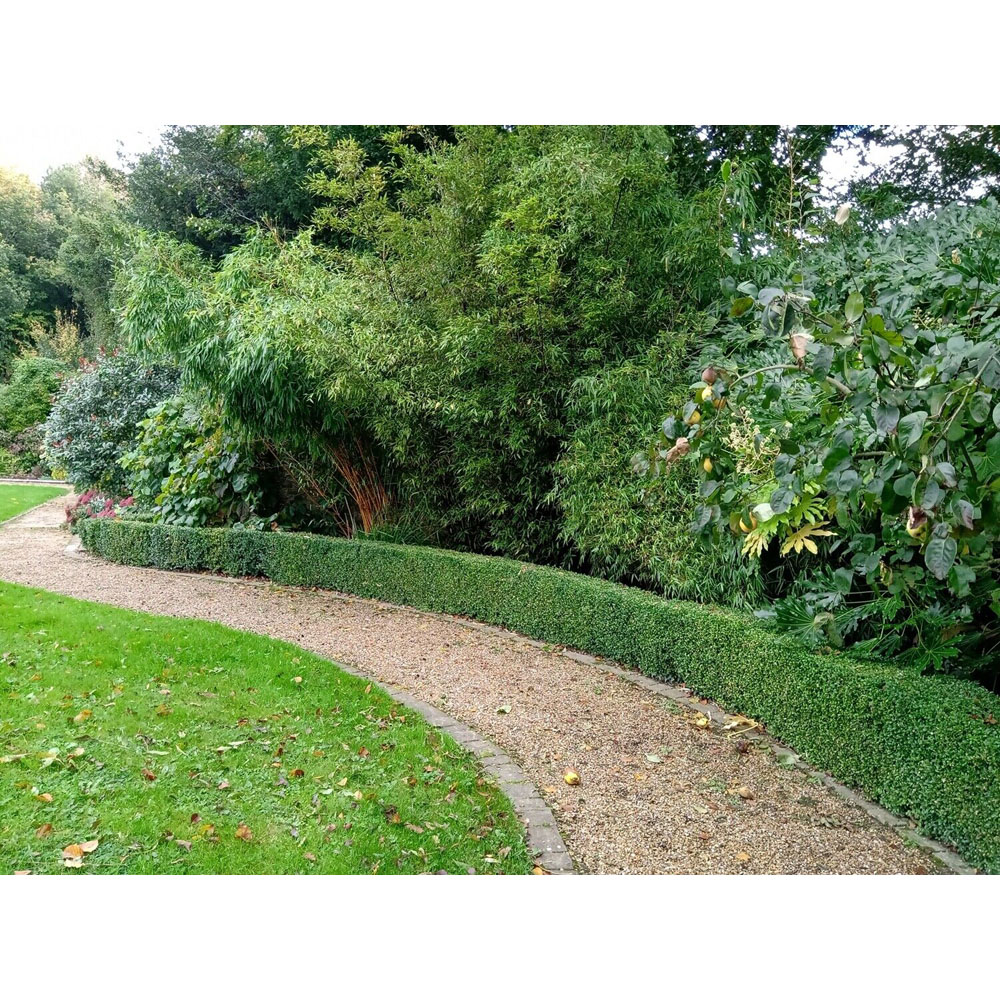 Inspirational Gifting Box Evergreen Bare Root Hedge Plant Sapling 20-30cm 5 Pack Image 4