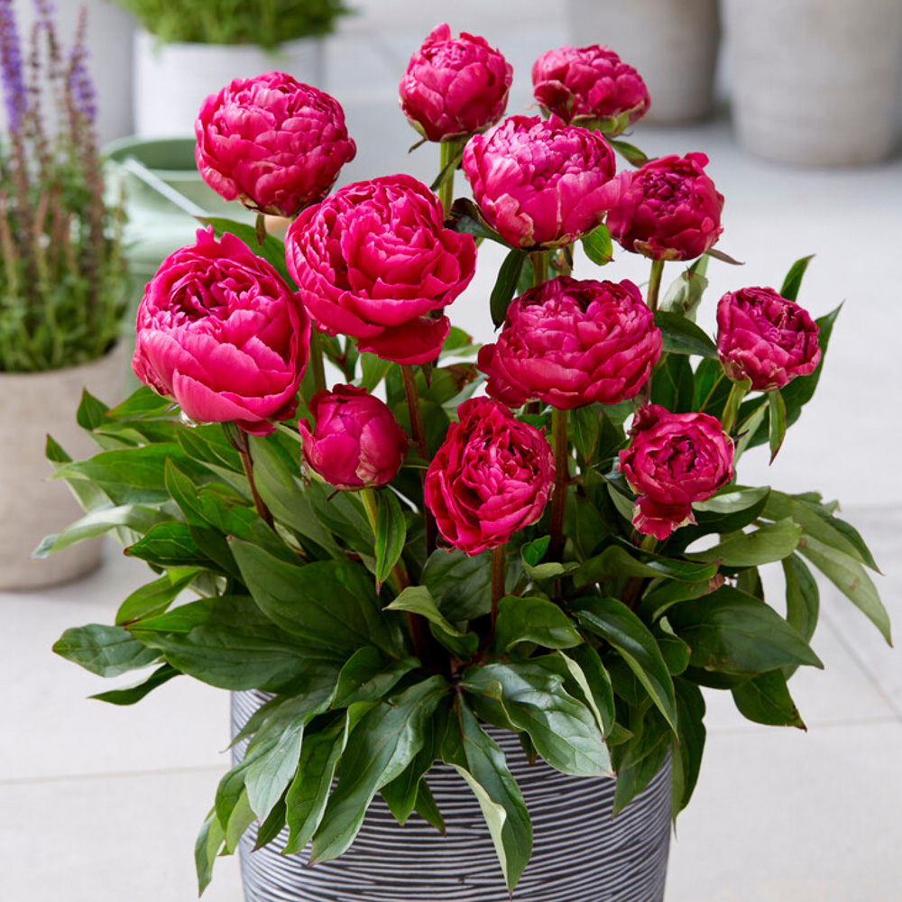 YouGarden Peony London Bare Root 3 Pack Image 2