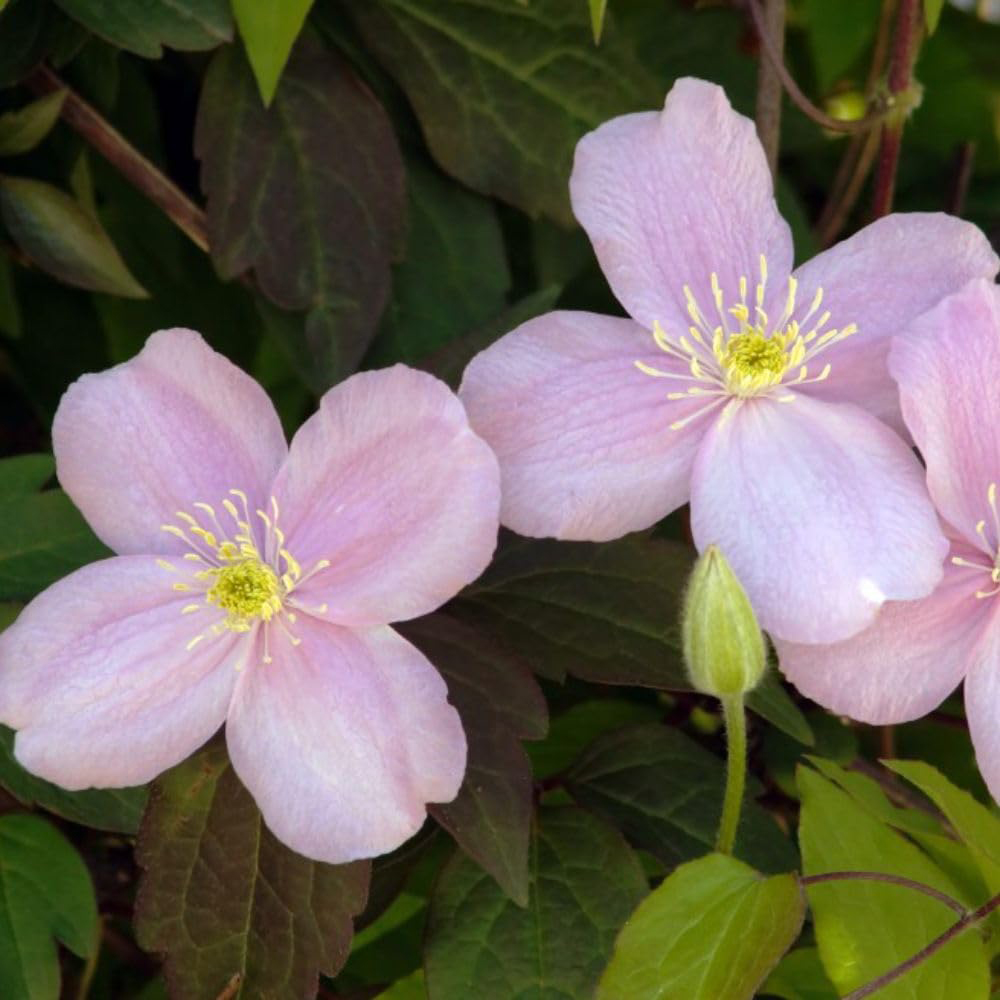 Thompson and Morgan Clematis Montana Mayleen Plant Pot 7cm 2 Pack with Tower Pot Kit 2 Pack Image 4