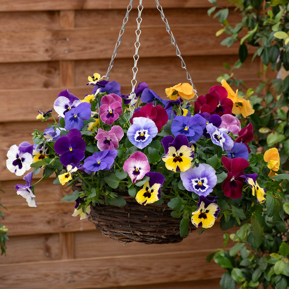 YouGarden Pansy Top Wave Garden Ready Plant 20 Pack Image 2