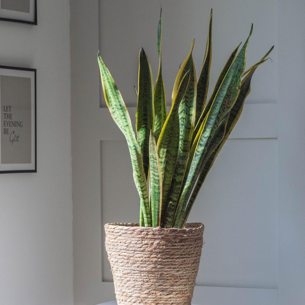 Thompson and Morgan Sansevieria Trifasciata Var Laurentii Plant in Pot 19cm Image 2