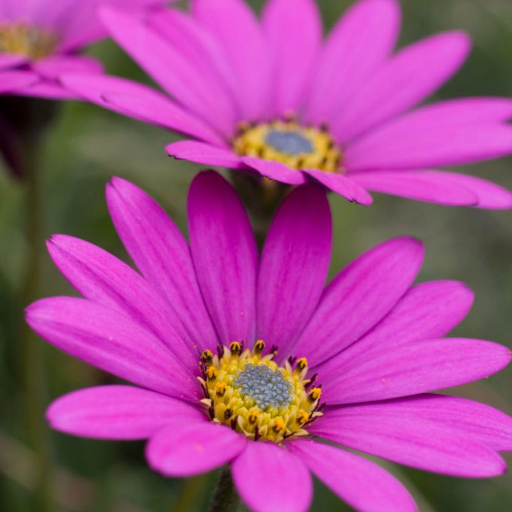 Thompson & Morgan Osteospermum Hardy in the Pink Jumbo Plant Plug Image 1