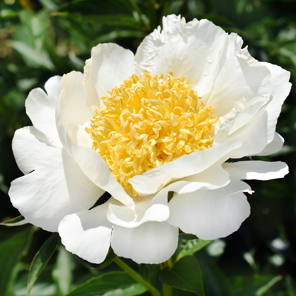 YouGarden Patio Peony Bare Root Collection 3 Pack Image 3