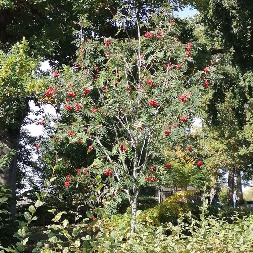 Inspirational Gifting Rowan Mountain Ash Bare Root Hedge Plant Sapling 5ft 20 Pack Image 4