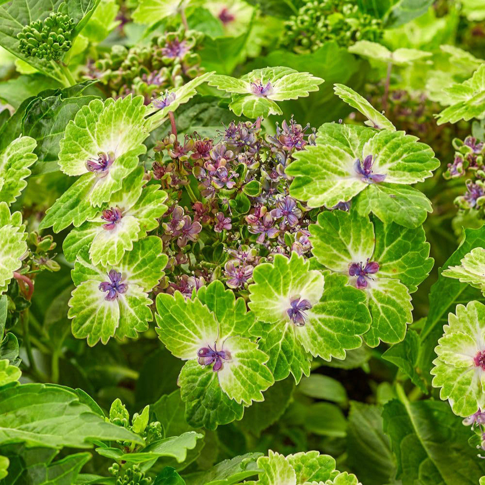 Thompson and Morgan Hydrangea Teller Green Dream Pink Plant Pot 14cm Image 2