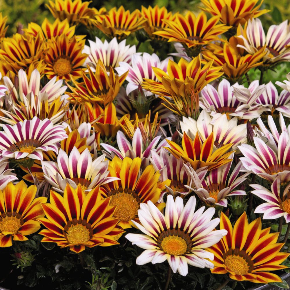 Thompson and Morgan Gazania Tiger Stripes Mixed Plant Plug 72 Pack Image 1