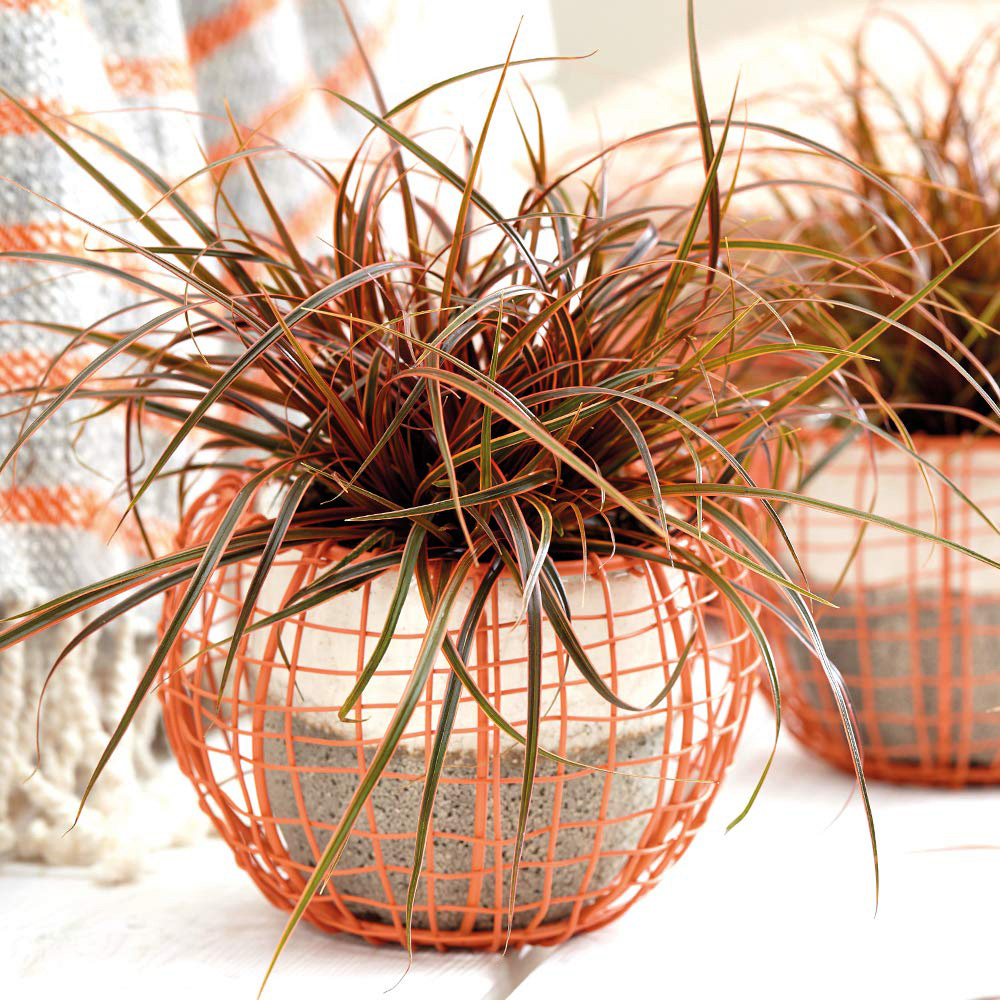 Thompson and Morgan Grass Uncinia Rubra Ever Flame Potted Plant 9cm Image 2