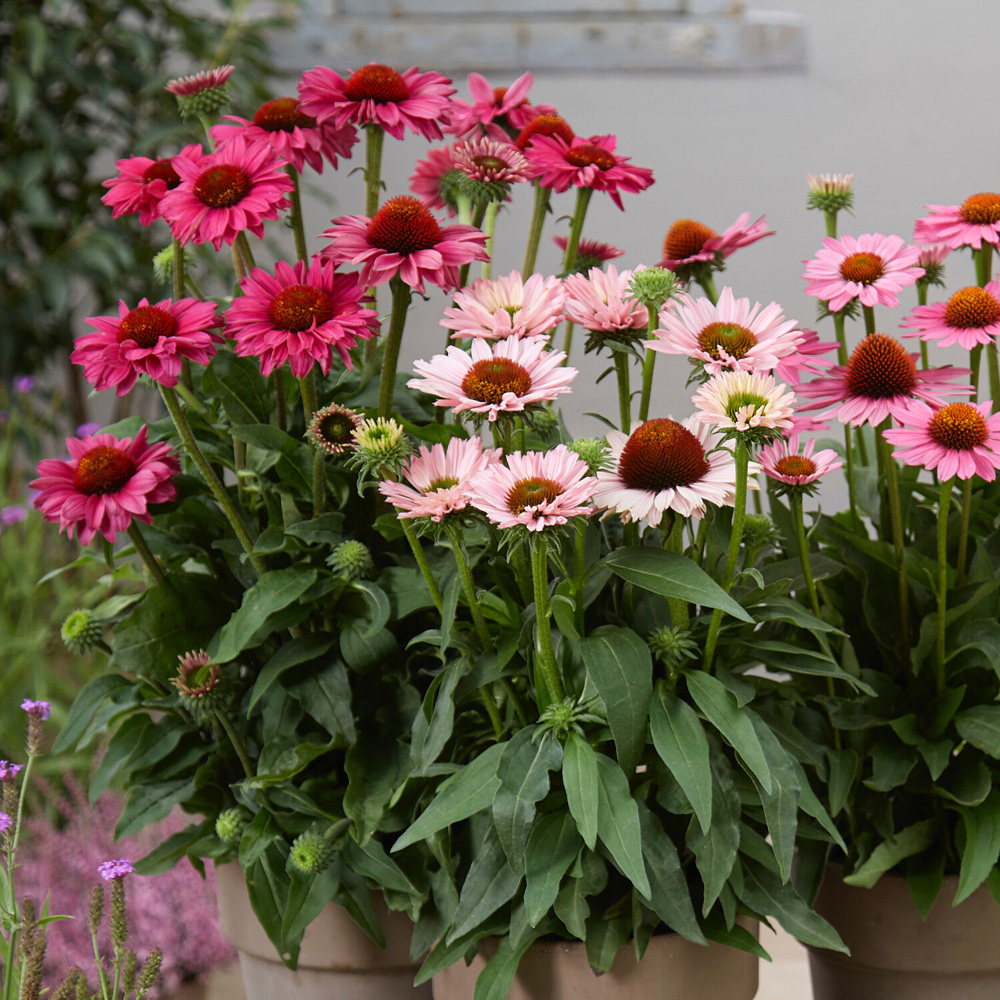 Echinacea Sunseeker Plant Image 2