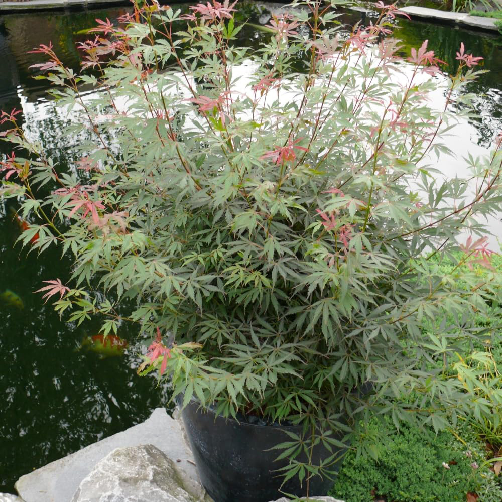Thompson and Morgan Acer Palmatum Jerre Schwartz Plant Pot 3L Image 4