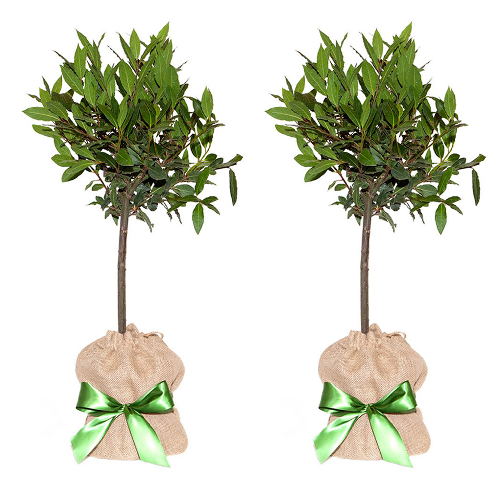 YouGarden Bay Tree Standards with Hessian Wrapped Pots 2 Pack Image 2