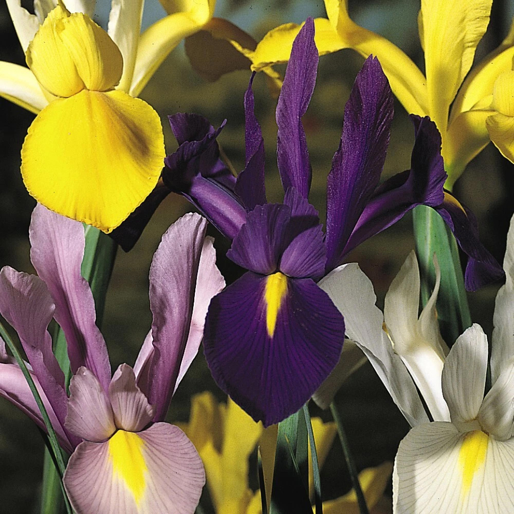 Thompson and Morgan Iris Dutch Mixed Spring Planting Bulb 160 Pack Image 4
