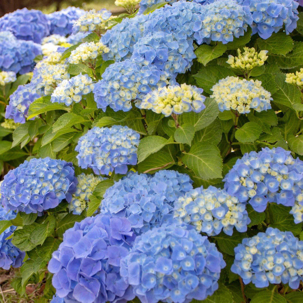 Thompson and Morgan Hydrangea Macrophylla Blue Danube Plant Pot 10L Image 3