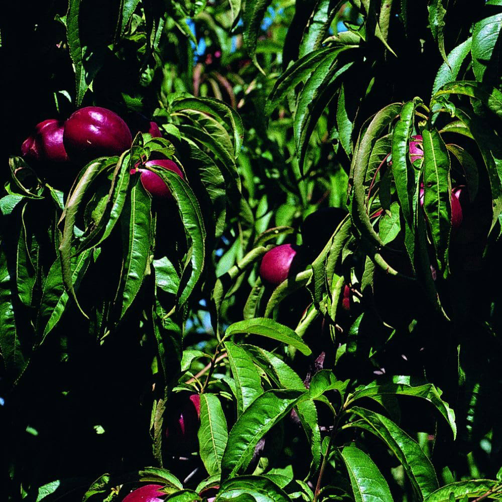 Thompson and Morgan Nectarine Prunus Fantasia Peach Seedling Bare Root Tree 2 Pack Image 2
