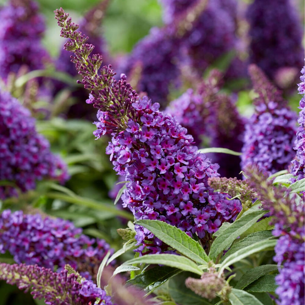 YouGarden Buddleia Butterfly Candy Collection Plant Pot 3 Pack Image 3