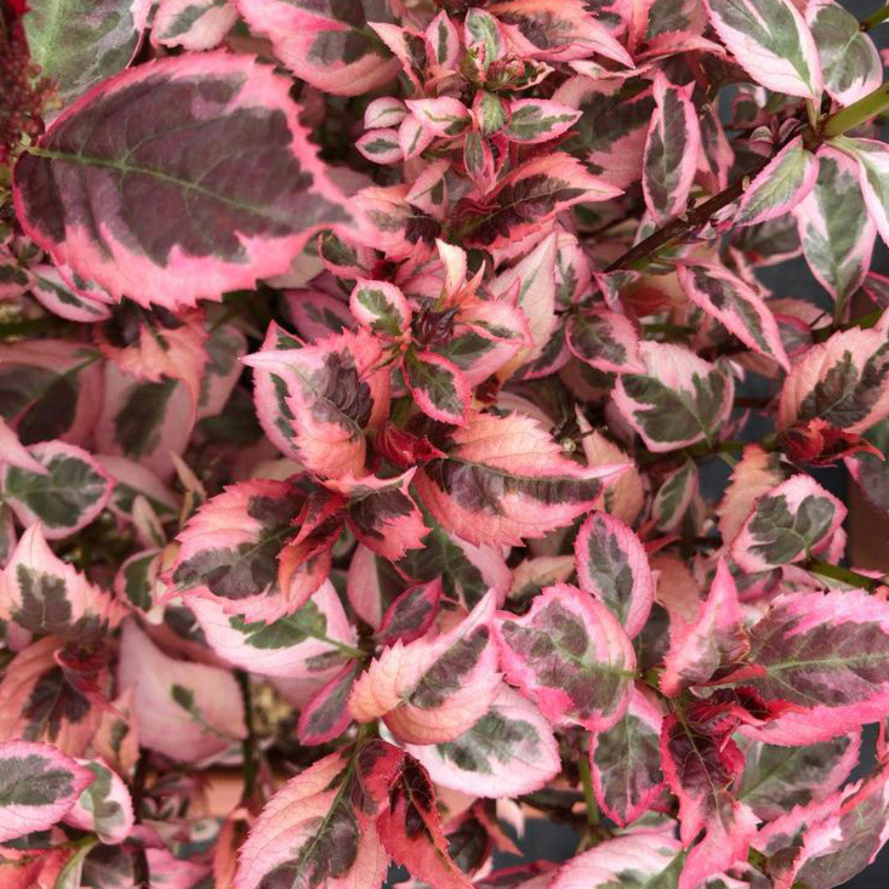 Thompson and Morgan Hydrangea Euphoria Pink Plant Pot 3L Image 3