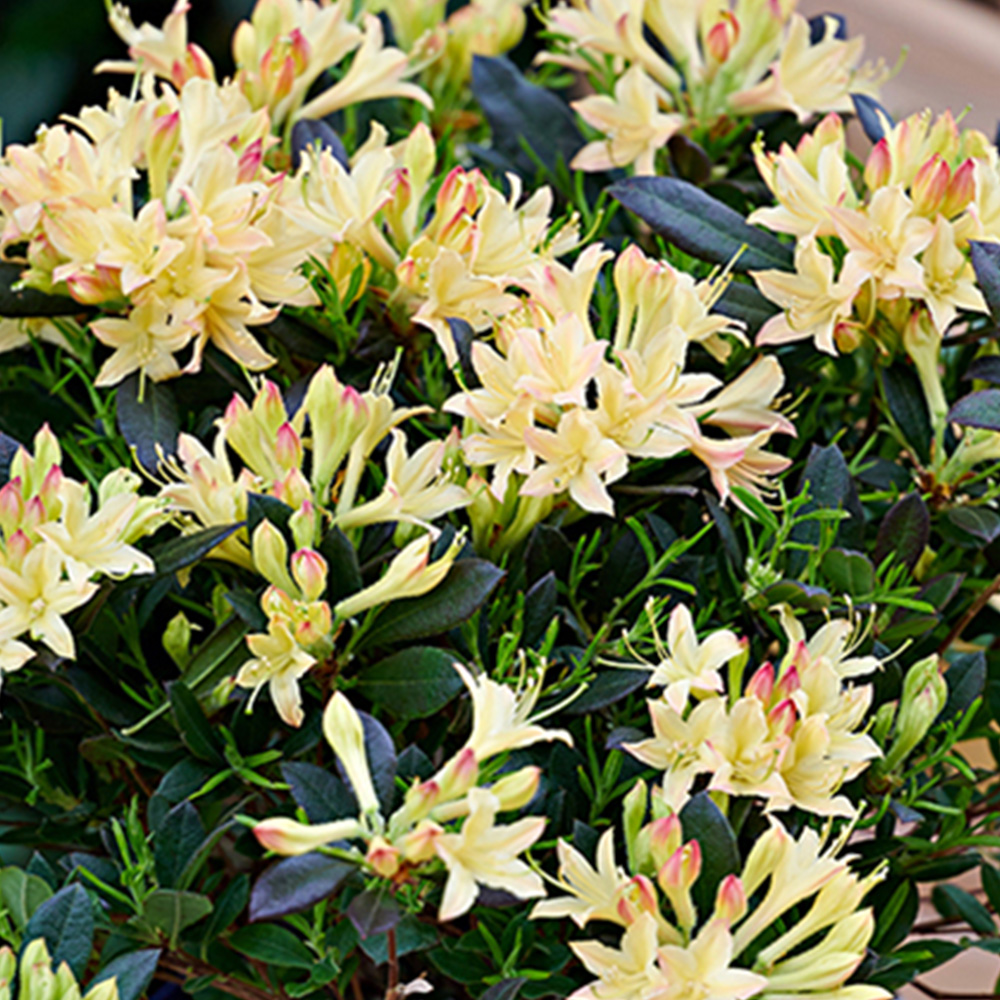Thompson and Morgan Azalea mollis Parfumollis Yellow Plant Pot 19cm Image 2