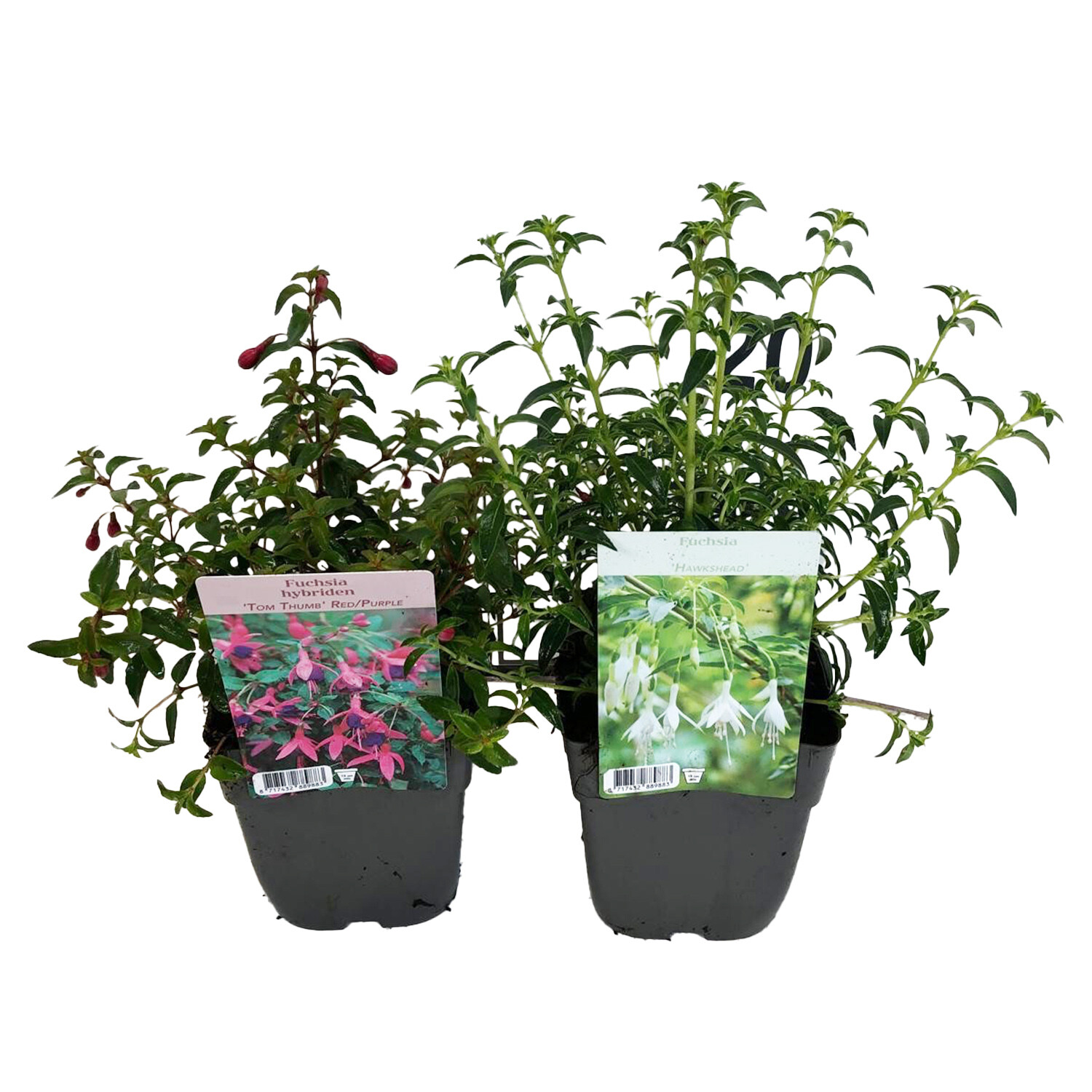 Hardy Fuchsia Mix - Multicolour Image