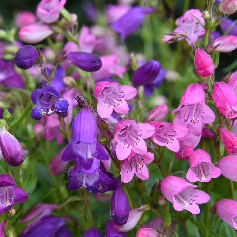 Thompson and Morgan Penstemon x Mexicali Miniature Bells Seed Packet Image 3