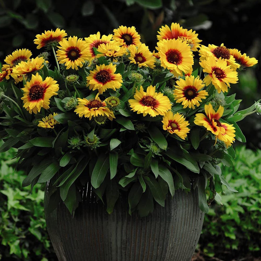 Thompson and Morgan Gaillardia Arizona Sun Garden Ready Plant 30 Pack Image 2