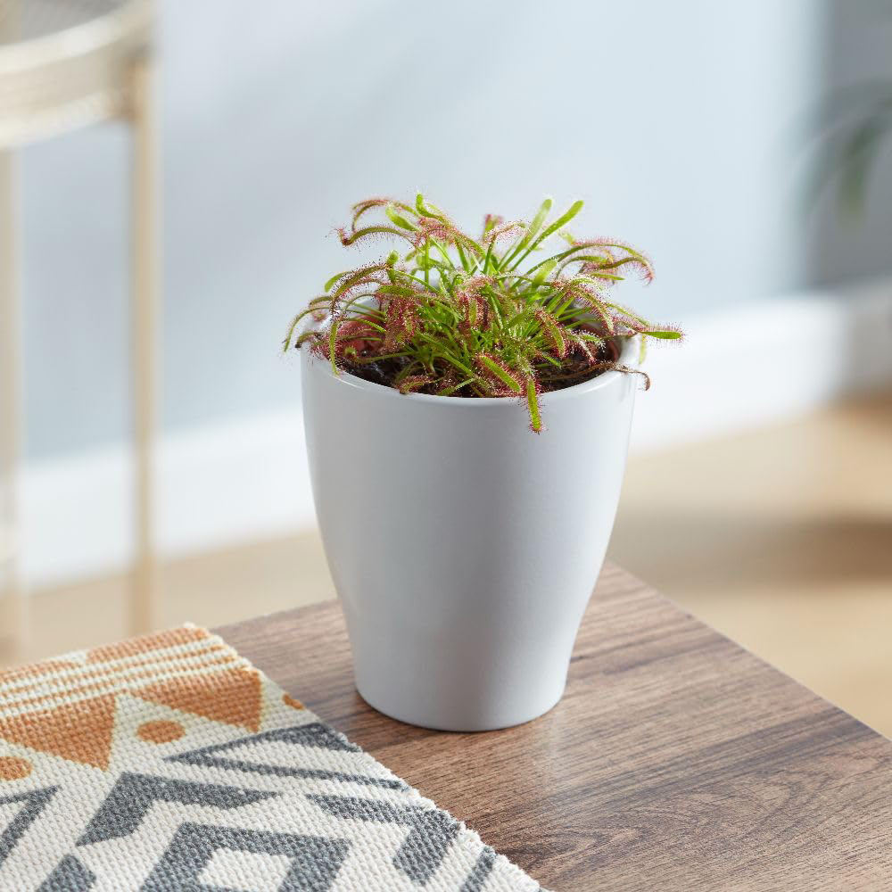 Thompson and Morgan Drosera Capensis Plant Pot 9cm 2 Pack Image 3