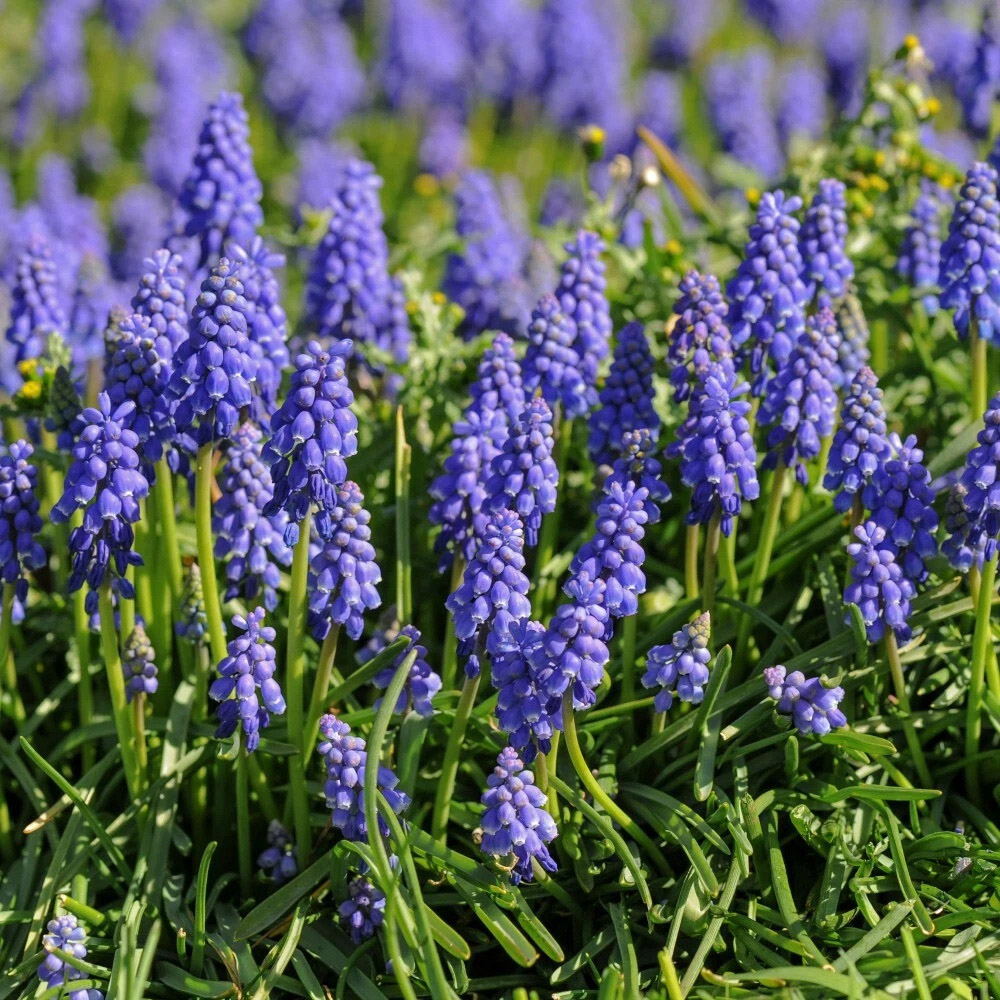 Thompson and Morgan Muscari Armeniacum Autumn Planting Bulb 50 Pack Image 3