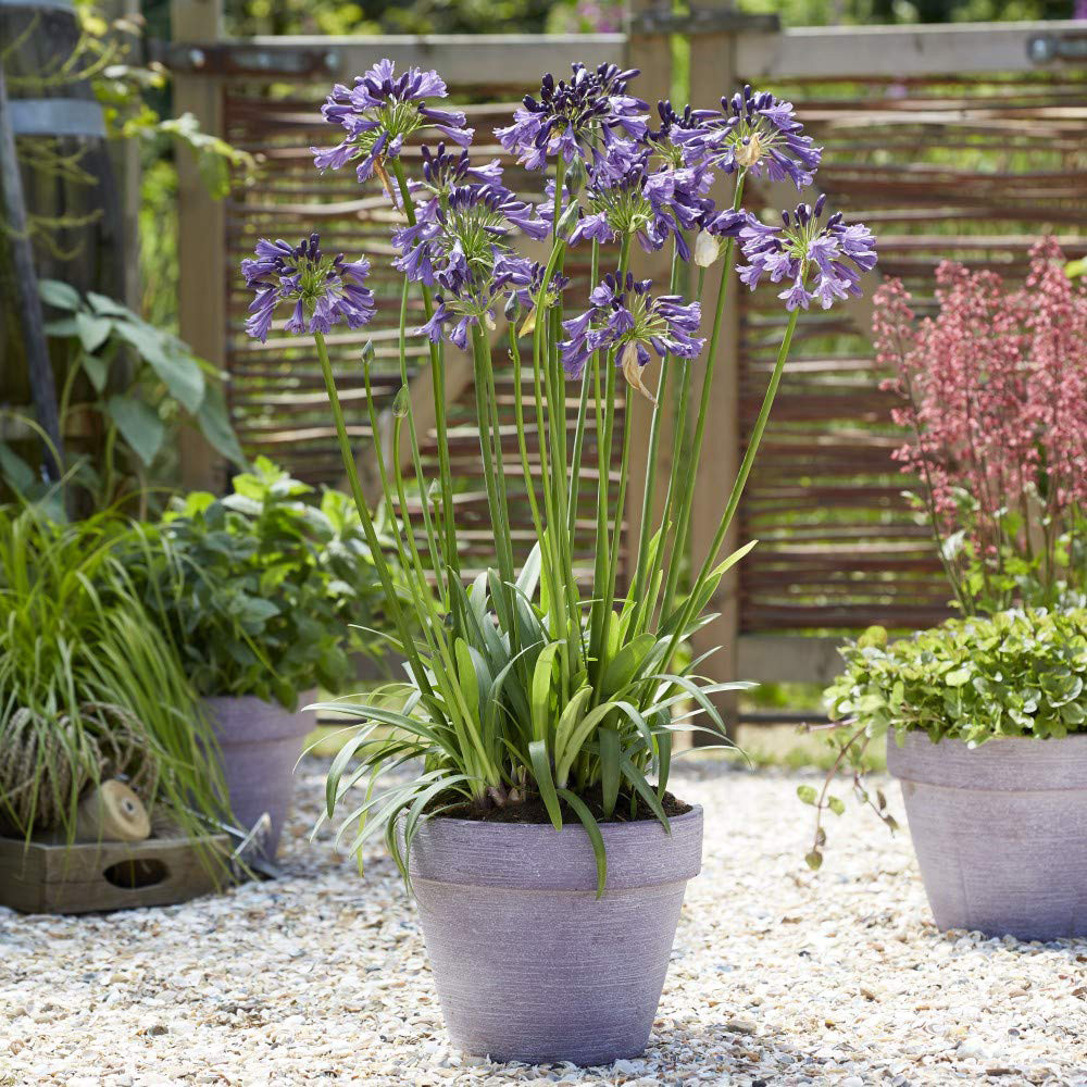 Thompson and Morgan Agapanthus Poppin Purple Potted Plant 9cm Image 3