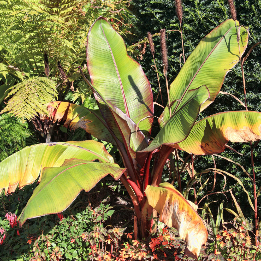 Thompson and Morgan Musa Basjoo Japanese Banana Exotic Palm Plant Pot 10.5cm 2 Pack Image 2