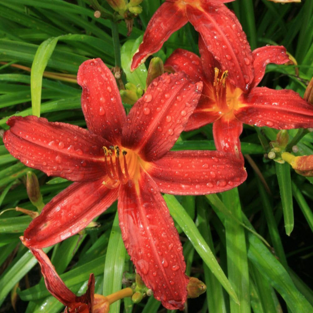 Thompson and Morgan Hemerocallis Crimson Pirate Plant Pot 9cm 2 Pack Image 2