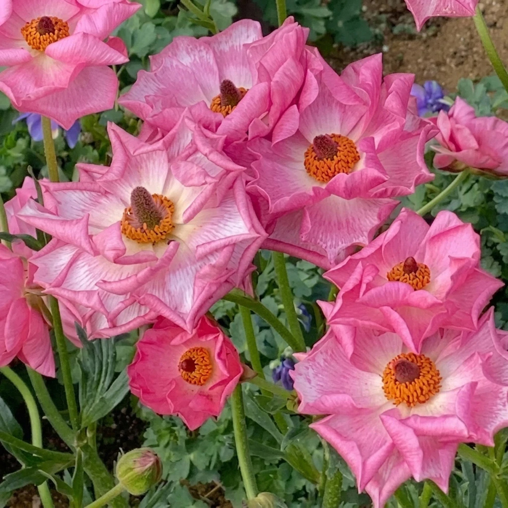 Thompson and Morgan Ranunculus Pink Autumn Planting Bulb 16 Pack Image 4